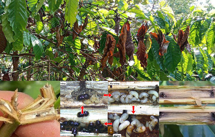 Mọt đục cành gây hại cà phê